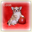 Chihuahua Welpen - Leon