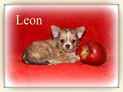 Chihuahua Welpen - Leon