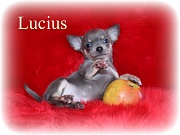 Chihuahua Welpen - Lucius