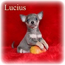 Chihuahua Welpen - Lucius