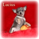 Chihuahua Welpen - Lucius