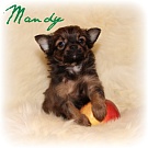 Chihuahua Welpen - Mandy