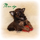 Chihuahua Welpen - Mandy