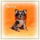 Chihuahua Welpen - Merlin