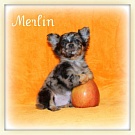 Chihuahua Welpen - Merlin