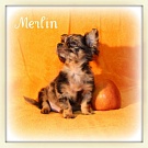 Chihuahua Welpen - Merlin