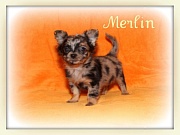 Chihuahua Welpen - Merlin