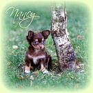 Chihuahua Welpen - Nancy
