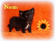 Chihuahua Welpen - Naomi