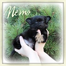 Chihuahua Welpen - Nemo