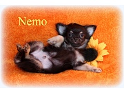 Chihuahua Welpen - Nemo