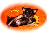 Chihuahua Welpen - Nemo