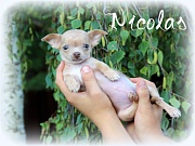 Chihuahua Welpen - Nicolas