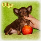 Chihuahua Welpen - Olga