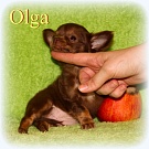 Chihuahua Welpen - Olga