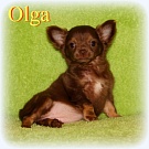 Chihuahua Welpen - Olga