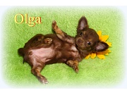 Chihuahua Welpen - Olga