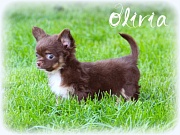 Chihuahua Welpen - Olivia