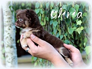 Chihuahua Welpen - Olivia