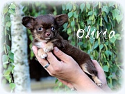 Chihuahua Welpen - Olivia