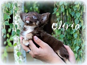 Chihuahua Welpen - Olivia