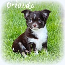 Chihuahua Welpen - Orlando