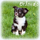 Chihuahua Welpen - Orlando