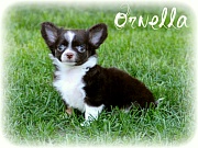 Chihuahua Welpen - Ornella