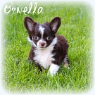 Chihuahua Welpen - Ornella