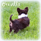 Chihuahua Welpen - Ornella