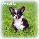 Chihuahua Welpen - Ornella