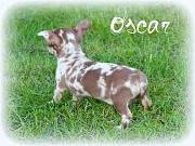 Chihuahua Welpen - Oscar