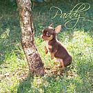 Chihuahua Welpen - Paddy