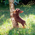 Chihuahua Welpen - Paddy