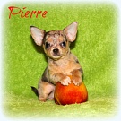 Chihuahua Welpen - Pierre