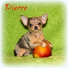 Chihuahua Welpen - Pierre