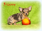 Chihuahua Welpen - Pierre