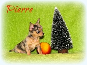 Chihuahua Welpen - Pierre