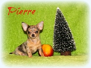 Chihuahua Welpen - Pierre