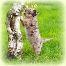 Chihuahua Welpen - Princess