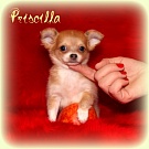 Chihuahua Welpen - Priscilla