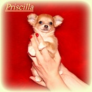 Chihuahua Welpen - Priscilla