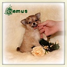 Chihuahua Welpen - Remus