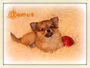 Chihuahua Welpen - Remus