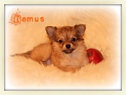 Chihuahua Welpen - Remus