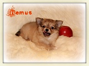 Chihuahua Welpen - Remus