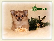 Chihuahua Welpen - Remus