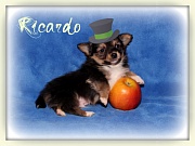 Chihuahua Welpen - Ricardo