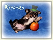 Chihuahua Welpen - Ricardo