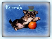 Chihuahua Welpen - Ricardo